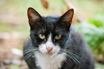 portrait of Street, Spotted homeless cat.