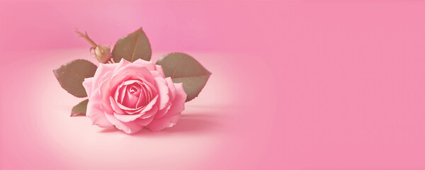 Beautiful rose isolated on pink background. Gift card. Banner with copy space. Valentine's day concept.