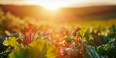 As the Sun Sets, Dew-Kissed Rhubarb Thrives in a Bountiful Field: Organic Farming Yields Fresh, Ripe Stalks Bursting with Flavor, Generative AI