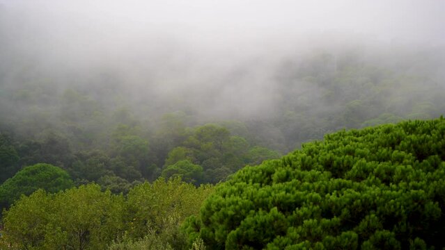 Fog in the Forest, Mountains