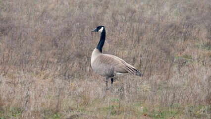 Obraz na płótnie Canvas Close up of solo Canadian goose standing alert in a dry grassy plain field in Boise, Idaho, USA