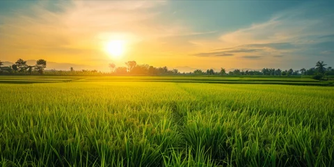Fototapete Gras As the Sun Sets Over Rice Fields in China and Vietnam: Organic Farming Yields Fresh, Ripe Grains, Nourishing Nations, Generative AI