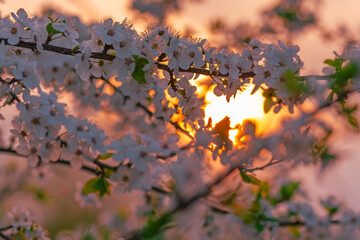 early spring pink blossoms of trees