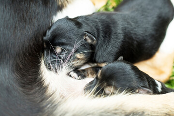 Dog mother breastfeeding puppies. Puppies sucking mother's milk