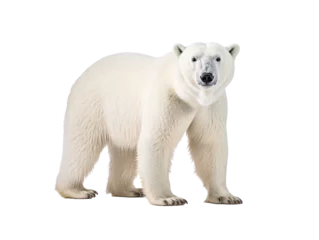 Foto op Canvas a polar bear standing on a white background © Mariana