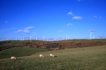 wind turbines farm in the landscape.