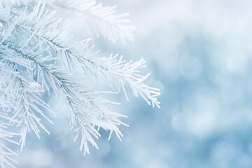 Frosty Pine Needles with Snowflakes Background Close-up of frosty pine needles delicately covered in snowflakes, set against a soft, winter scene background.  Generative AI,