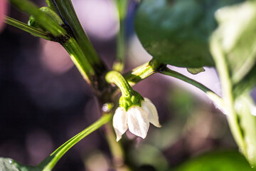 selectively removing the crown bloom to enhance pepper plant productivity.