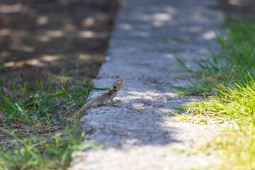 A large wild lizard on a rock.
