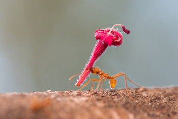 Leafcutter ant (Atta sp.) carrying a flower to its nest near monteverde, Costa Rica. Wildlife.