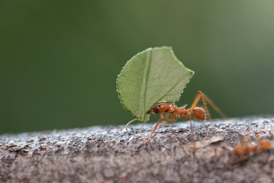 Leafcutter ant (Atta sp.) carrying a leaf to its nest near monteverde, Costa Rica. Wildlife.