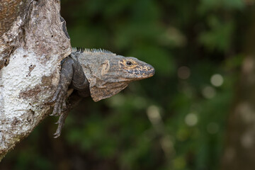 Sunbathing Black spiny-tailed iguana (Ctenosaura similis) in Manuel Antonio National Park. Costa Rica. Wildlife.