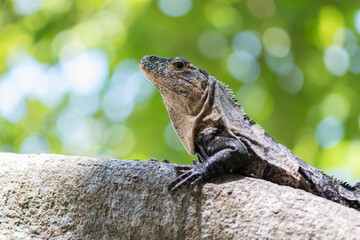 Sunbathing Black spiny-tailed iguana (Ctenosaura similis) in Manuel Antonio National Park. Costa Rica. Wildlife.