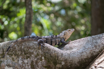 Sunbathing Black spiny-tailed iguana (Ctenosaura similis) in Manuel Antonio National Park. Costa Rica. Wildlife.