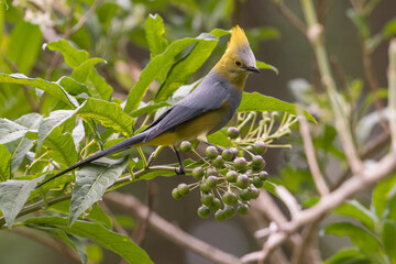 The Long-tailed Silky-Flycatcher in Los Quetzales National Park. Costa Rica. Wildlife.
