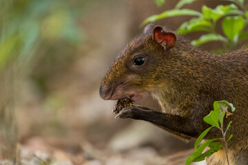 The Central American agouti (Dasyprocta punctata) in the Cloud Forest of Monteverde, Costa Rica. Wildlife.