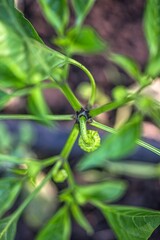 Young green fruit of the pepper plant on the plant during cultivation