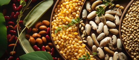 Obraz premium Genetically modified legume and wheat using plant cell science