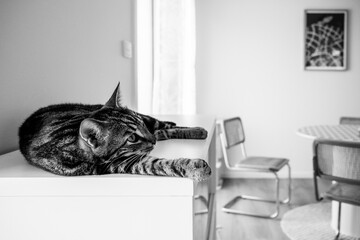 cat on the couch