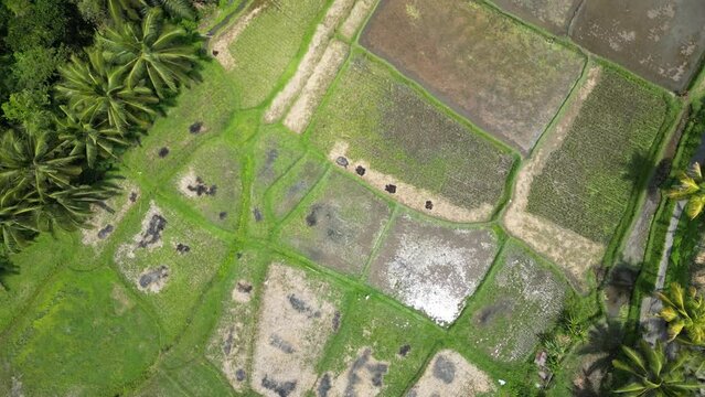 360 downward rice field view bali