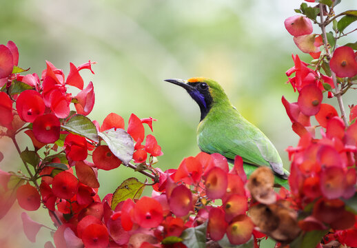 Golden fronted leafbird on flower.golden-fronted Leafbird(Chloropsis aurifrons) are common resident breeder in India, Sri Lanka, and parts of Southeast Asia.