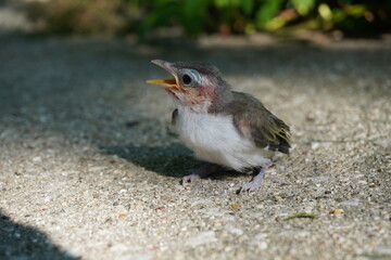 Baby bird on the ground