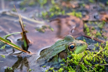 Frog in pond