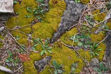 green moss on a rock