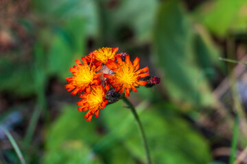 orange flower