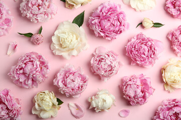Beautiful peonies on pink background, flat lay