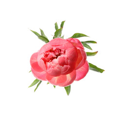 Beautiful blooming pink peony isolated on white