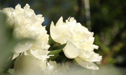 Closeup view of blooming white peony bush outdoors
