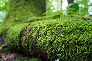Green Moss on Tree limb