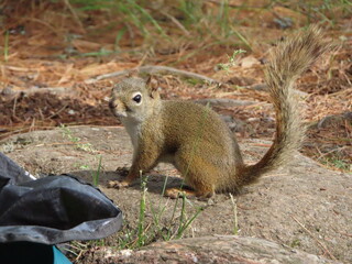 Squirrel on a rock