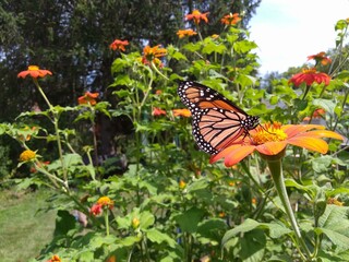 Obraz premium Monach Butterfly On Mexican Sunflower