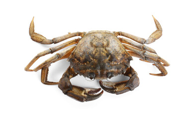 One fresh raw crab isolated on white, top view