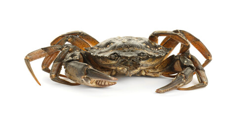 One fresh raw crab isolated on white