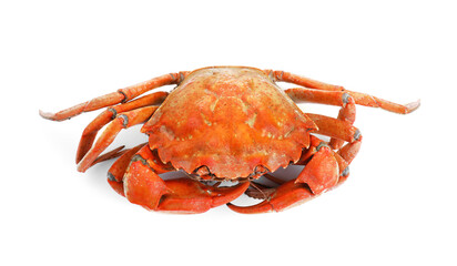 One delicious boiled crab isolated on white