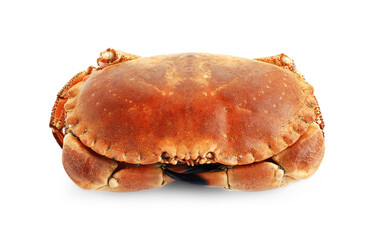 One delicious boiled crab isolated on white