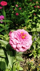 pink flower in garden