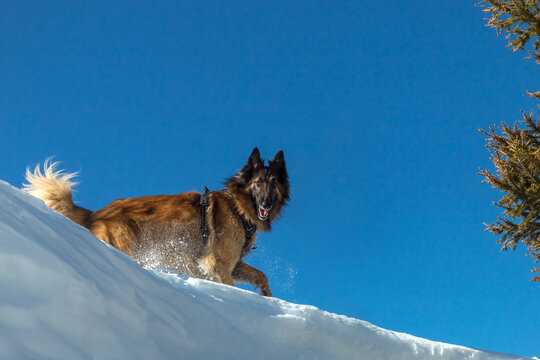 Berger belge courrant dans la neige , Alpes