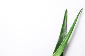 Green aloe vera leaves on white background, top view. Space for text