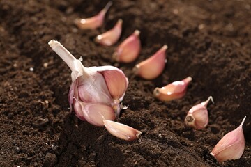 Head and cloves of garlic on fertile soil, closeup. Vegetable planting