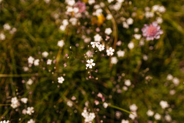 White grass flower and blur background. Small white flowers in a field beautiful background. White globe amaranth in grass field green blurred background. High quality photo