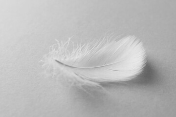 Fluffy bird feather on white background, closeup
