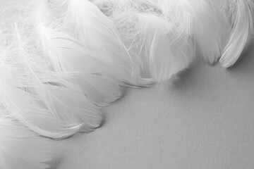 Fluffy white feathers on light background, closeup. Space for text