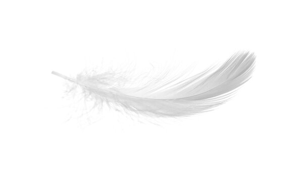 Beautiful fluffy bird feather isolated on white