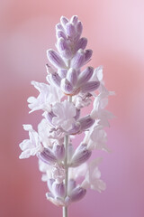 White lavender flower as vertical Greeting card template composition