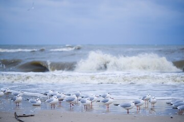 Gulls brave the winter chill on Kołobrzeg beach in January, facing a northern wind and turbulent...