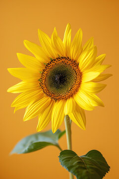 Yellow sunflower flower as vertical Greeting card template composition